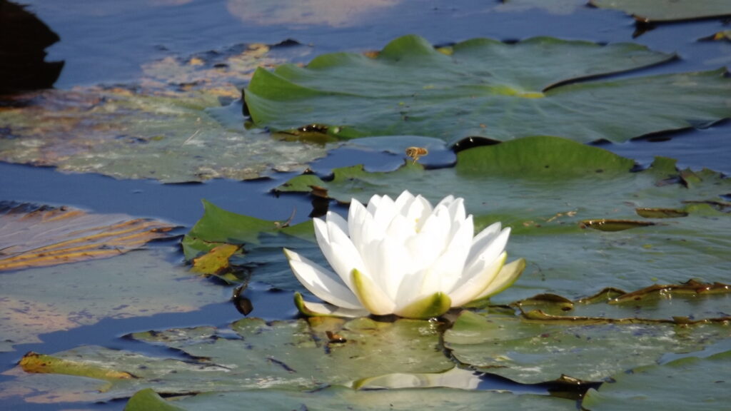 Lake Apopka Wildlife Drive