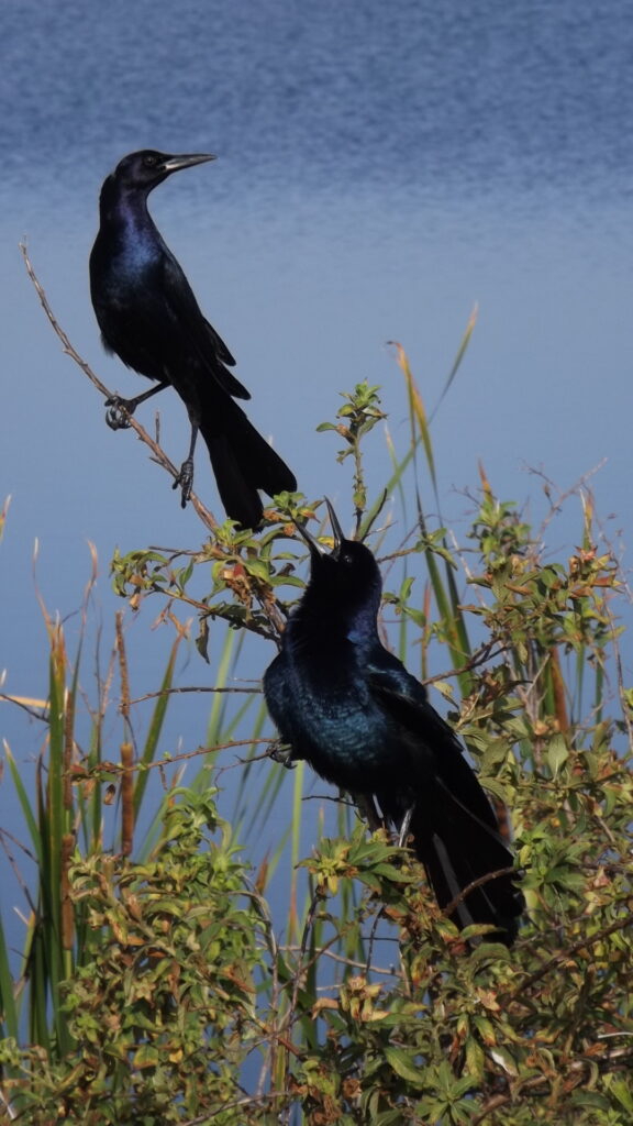 Lake Apopka Wildlife Drive