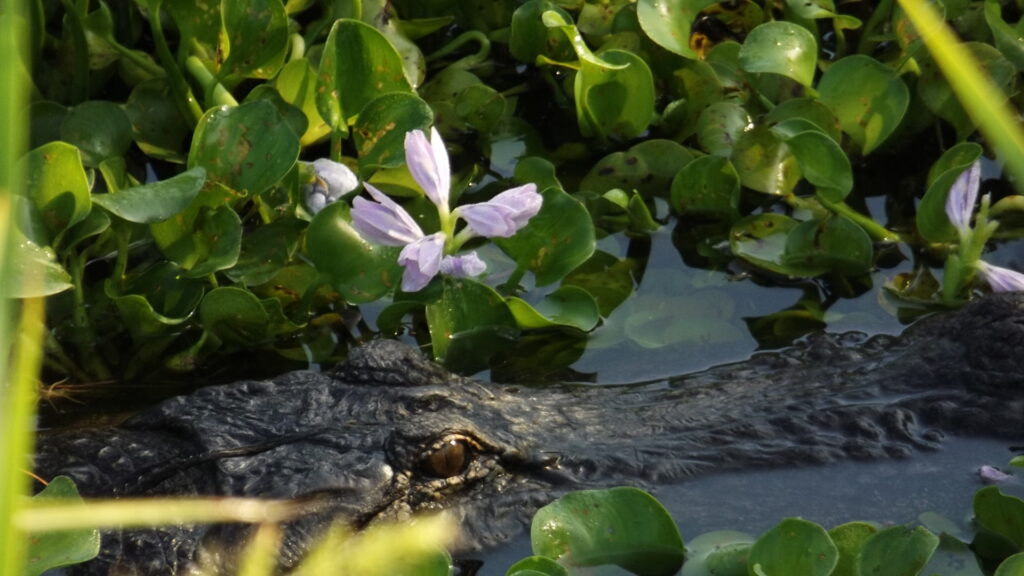 lake apopka wildlife drive