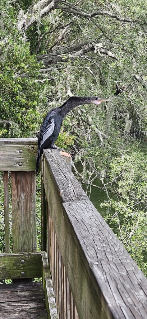 Anhinga