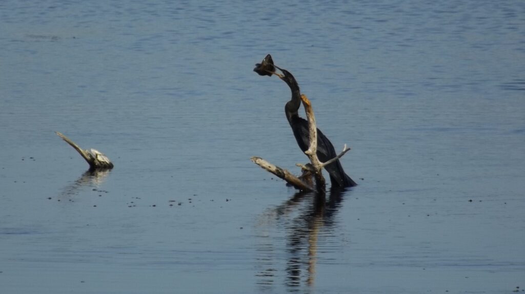 Lake Apopka Wildlife Drive