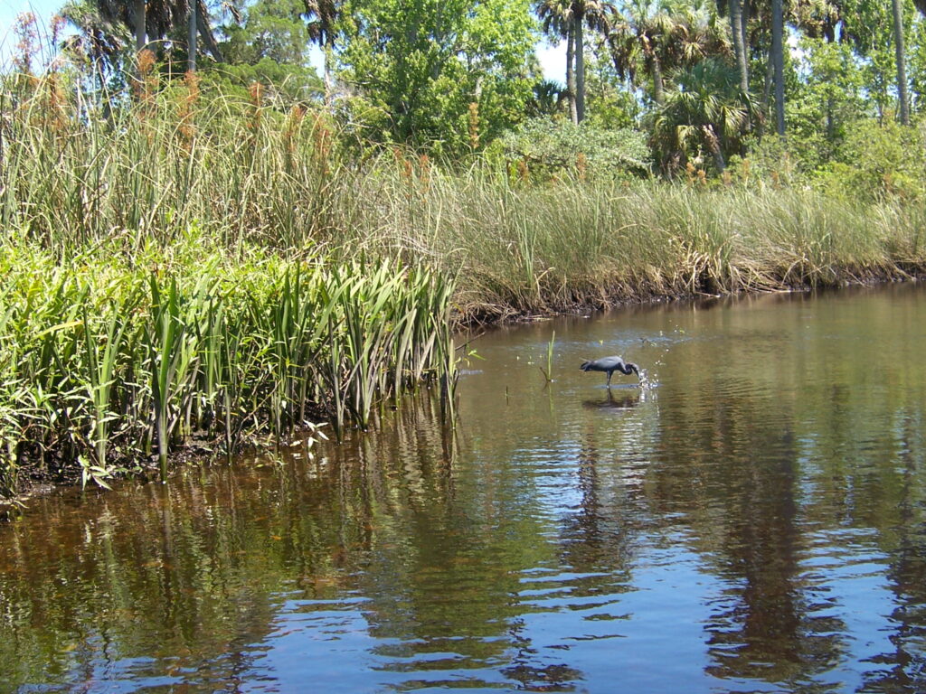 Pithlachascotee River (the Cotee)