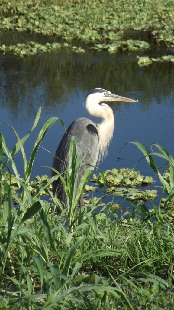 Lake Apopka Wildlife Drive