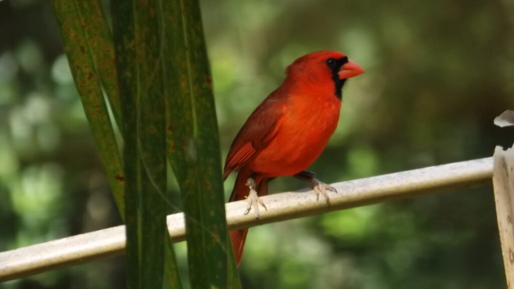 Great Florida Birding Trail